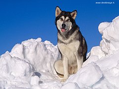 Alaskan Malamute copia